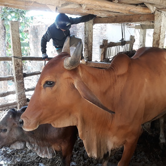 Trà Phú chủ động tiêm phòng đợt 1 phòng chống dịch bệnh cho đàn trâu, bò, năm 2021