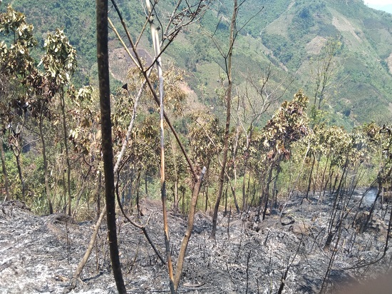 Cảnh báo nguy cơ cháy rừng trên diện rộng tại huyện Trà Bồng