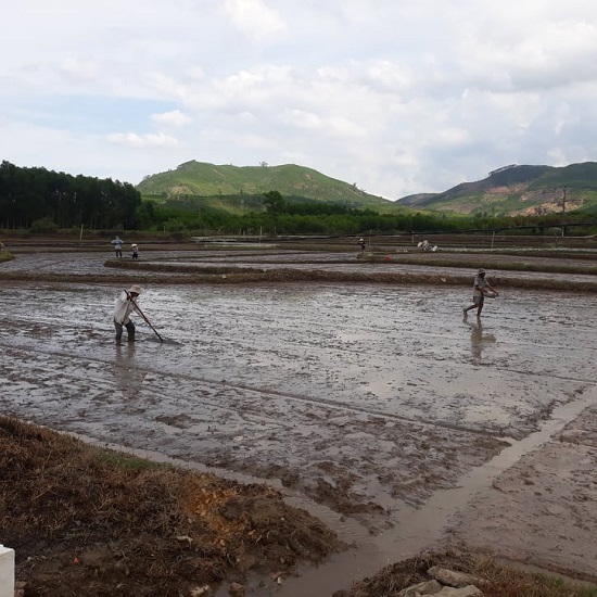 Trà Phú: Nông dân khẩn trương gieo sạ vụ Hè Thu, năm 2021