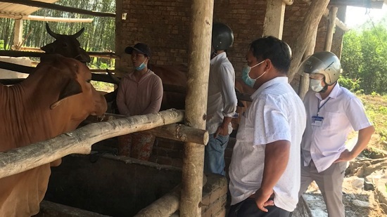 Trà Bồng: nỗ lực kiểm soát dịch bệnh Viêm da nổi cục trâu bò