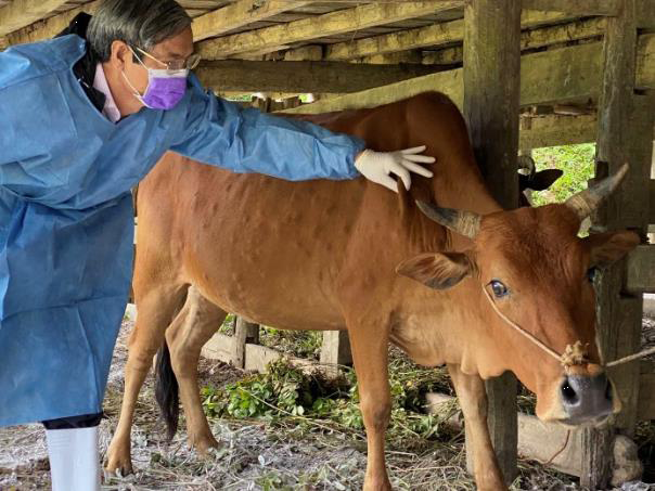 Trà Bồng: Triển khai quyết liệt, đồng bộ các giải pháp phòng, chống bệnh gia súc, gia cầm trên địa bàn huyện.