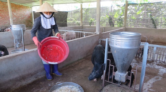 Diễn biến phức tạp của dịch bệnh tả lợn Châu Phi trên địa bàn Trà Bồng