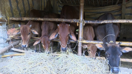 Tăng cường chăm sóc tốt cho đàn gia súc, gia cầm khi thời tiết giao mùa