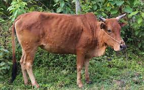 Tăng cường các biện pháp phòng, chống dịch bệnh viêm da nổi cục ở trâu, bò
