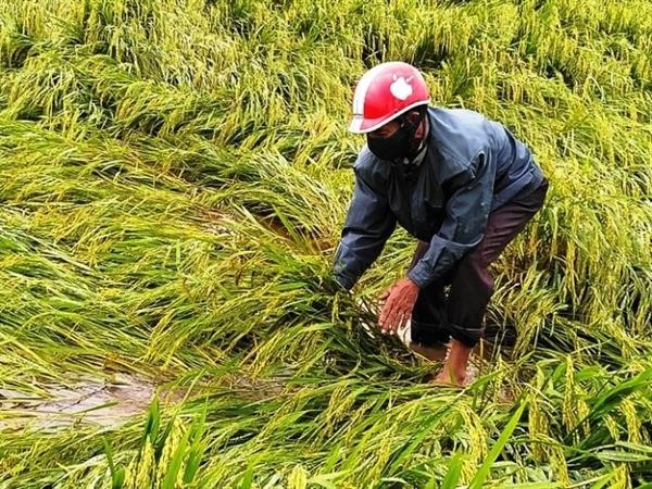 Trà Bồng: khắc phục diện tích cây trồng bị ngập úng và đổ ngã do mưa lớn gây ra trong vụ Đông Xuân 2021-2022