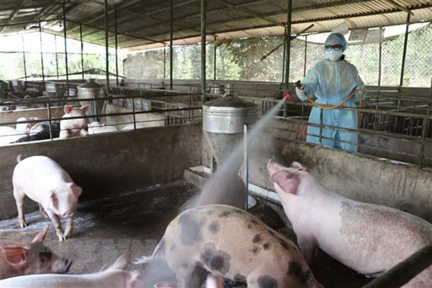 Trà Bồng: Tăng cường công tác phòng, chống dịch bệnh gia súc, gia cầm trên địa bàn huyện