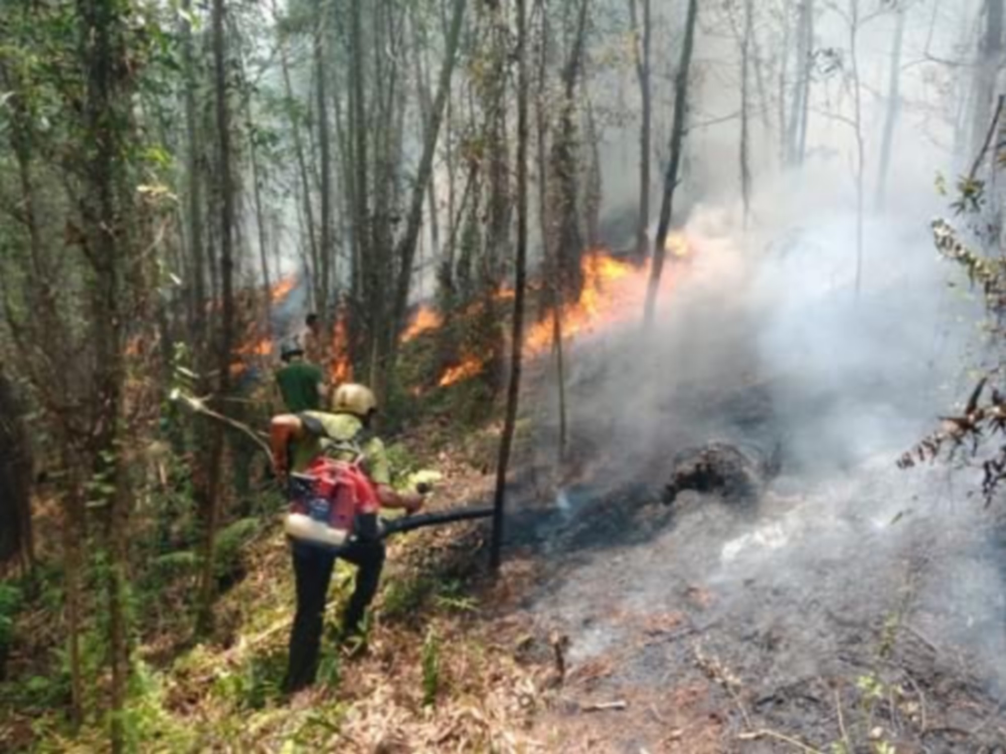Làm thế nào để hạn chế cháy rừng do đốt thực bì từ nương (rẫy) gây ra?