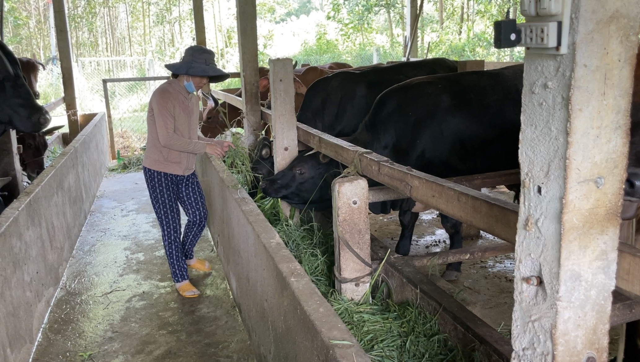 Nông dân miền núi Trà Bồng quyết tâm làm giàu từ mô hình chăn nuôi bò 3b hướng thịt