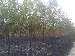 Trà Phú: Cháy rừng keo gây thiệt hại khoản 100 triệu đồng
