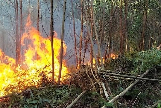 Cháy rừng liên tục xảy ra trên địa bàn xã Trà Phú.